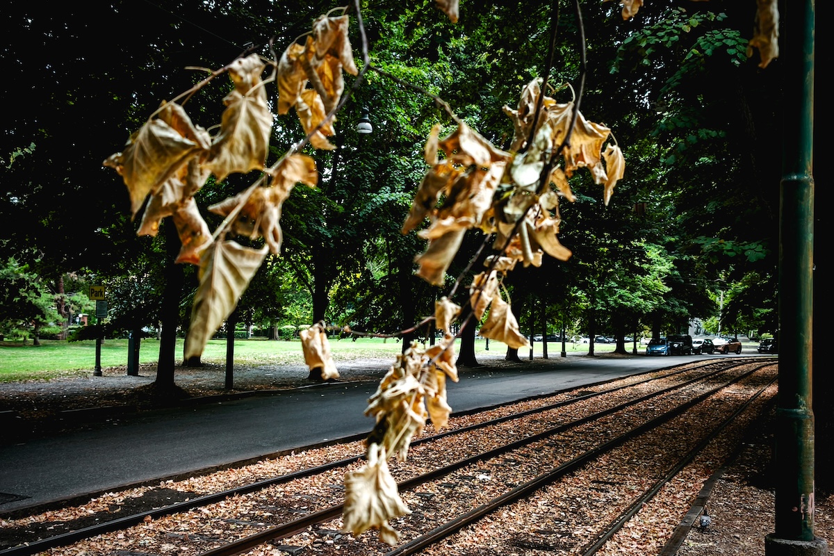 Perché per molti alberi l’autunno sembra già cominciato