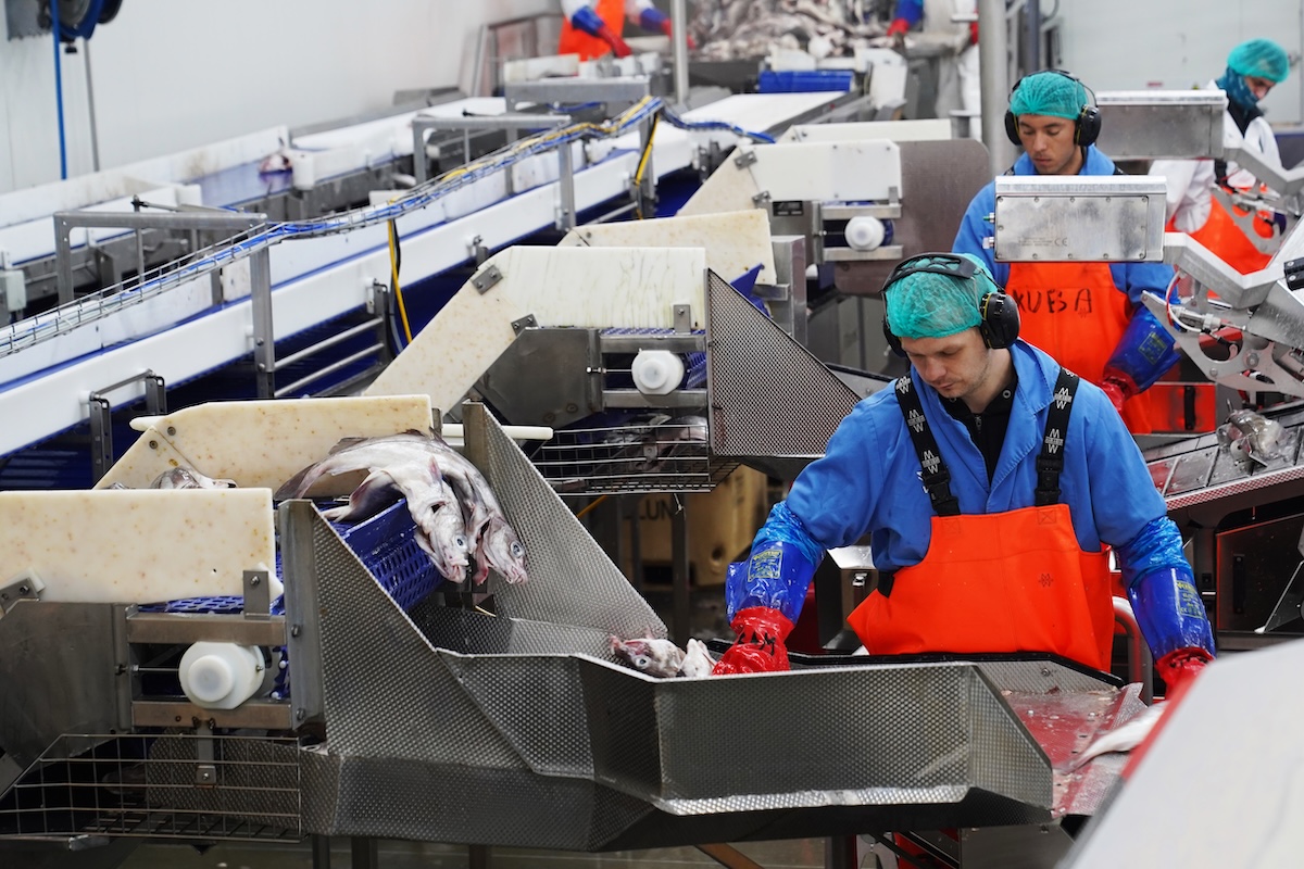 Alcuni operai in uno stabilimento per la lavorazione del pesce a Grindavik (AP/James Brooks)