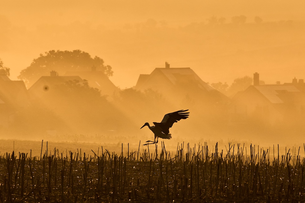 Una cicogna atterra in un campo vicino a Francoforte (AP Photo/Michael Probst)
