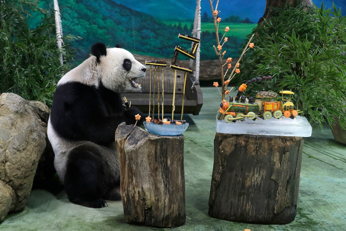 Il panda Yuanyuan, dello zoo di Taipei, davanti a una torta per il suo compleanno (AP Photo/Chiang Ying-ying)