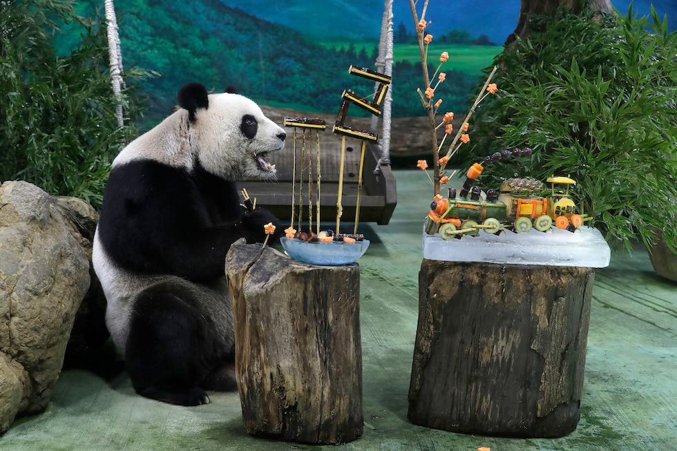 Il panda Yuanyuan, dello zoo di Taipei, davanti a una torta per il suo compleanno (AP Photo/Chiang Ying-ying)