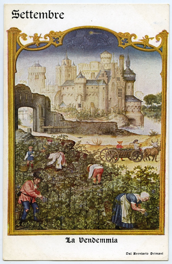 Una vendemmia illustrata nel calendario contenuto nel breviario, per il mese di settembre