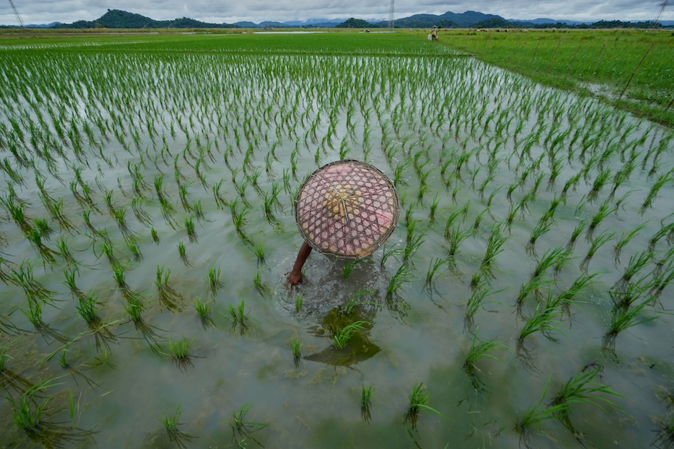 Un agricoltore in una risaia (AP Photo/Anupam Nath)