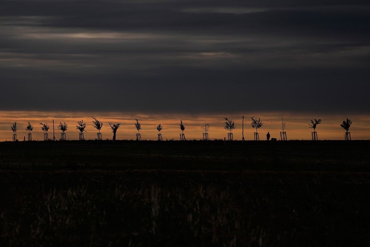 Una persona e il suo cane all'alba (AP Photo/Matthias Schrader)