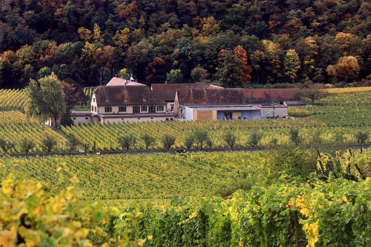 La Francia stima che la produzione di vino potrebbe raggiungere uno dei livelli più bassi degli ultimi trent’anni