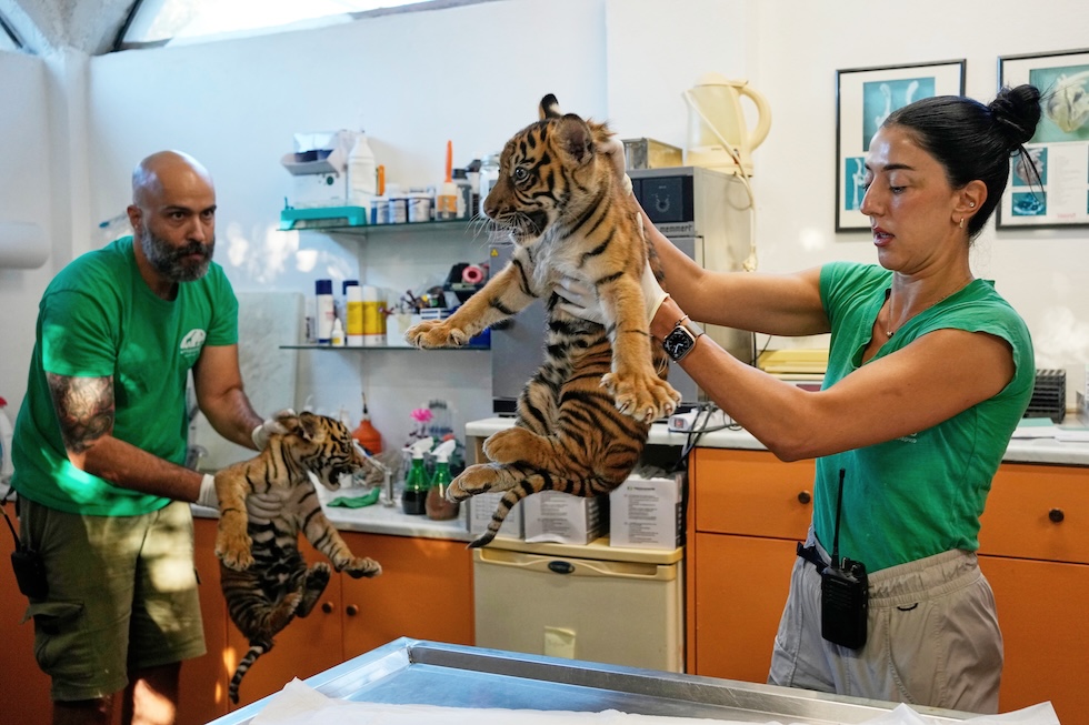 Due cuccioli di tigre di Sumatra di due mesi vengono vaccinati e dotati di microchip al giardino zoologico Attica, vicino ad Atene (AP Photo/Thanassis Stavrakis)