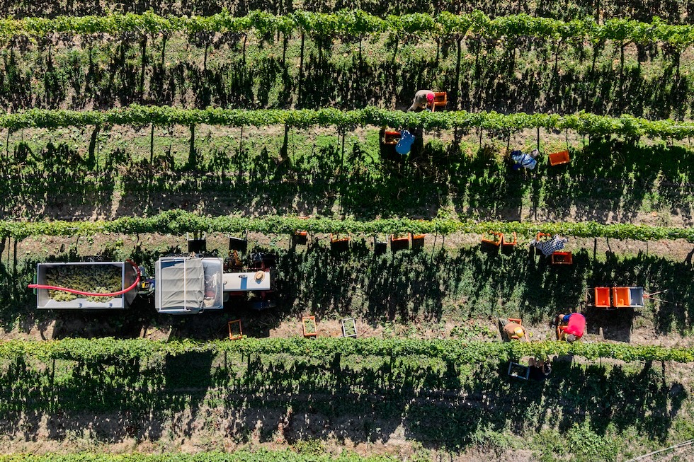 Alcune persone durante la vendemmia in un vigneto vicino al fiume Reno (AP Photo/Michael Probst)