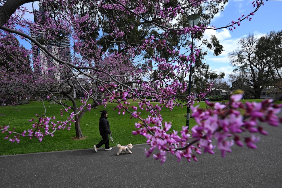 Una donna porta a spasso il cane vicino ai ciliegi in fiore, in una giornata di fine inverno in Australia (EPA/JAMES ROSS via Ansa)
