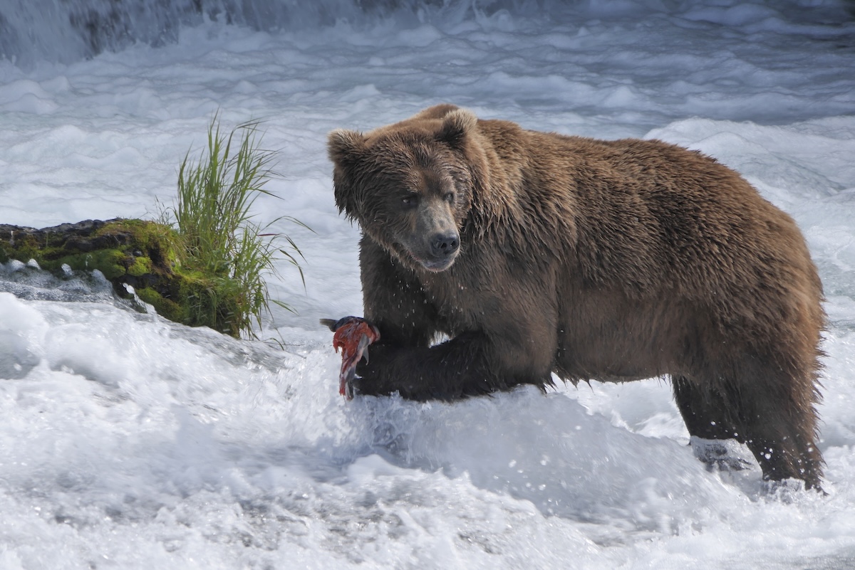 Un orso bruno mangia un salmone catturato
