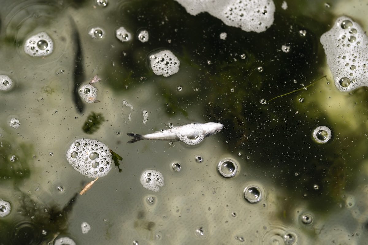 La carcassa di un giovane individuo di salmone reale galleggia sull’acqua in una trappola per pesci