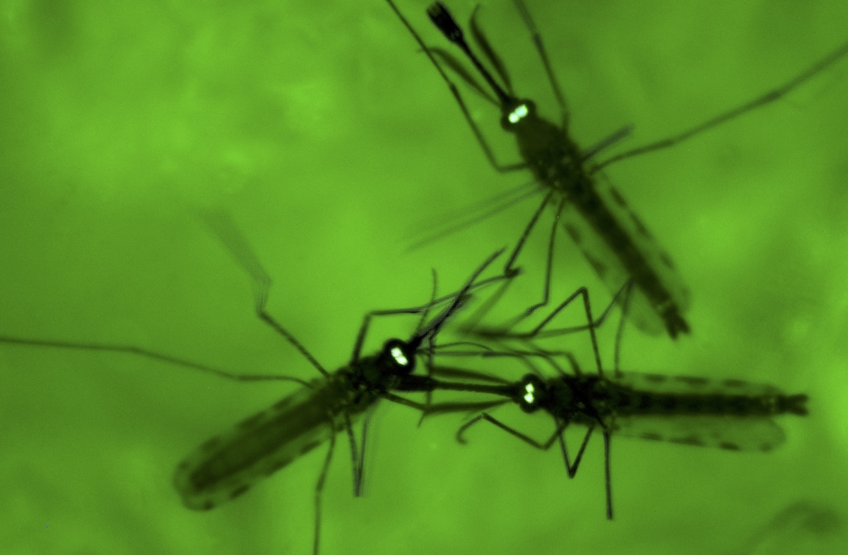 In Germania una terza persona è morta per la malaria contratta nei pressi dell’aeroporto di Francoforte