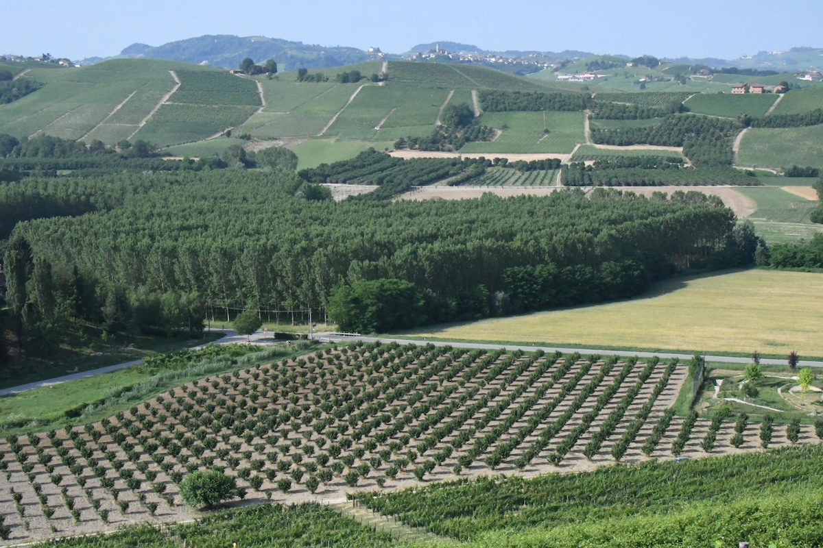 A Monforte d’Alba, nelle Langhe, sono state rubate più di tremila bottiglie di Barolo