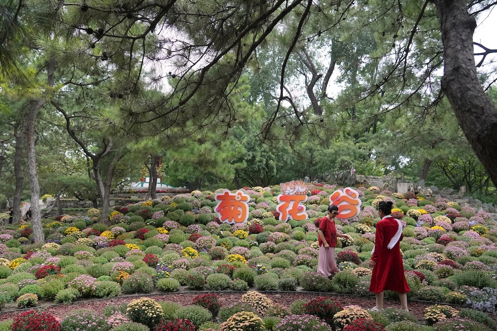 Due persone in un parco con crisantemi (AP Photo/Achmad Ibrahim)