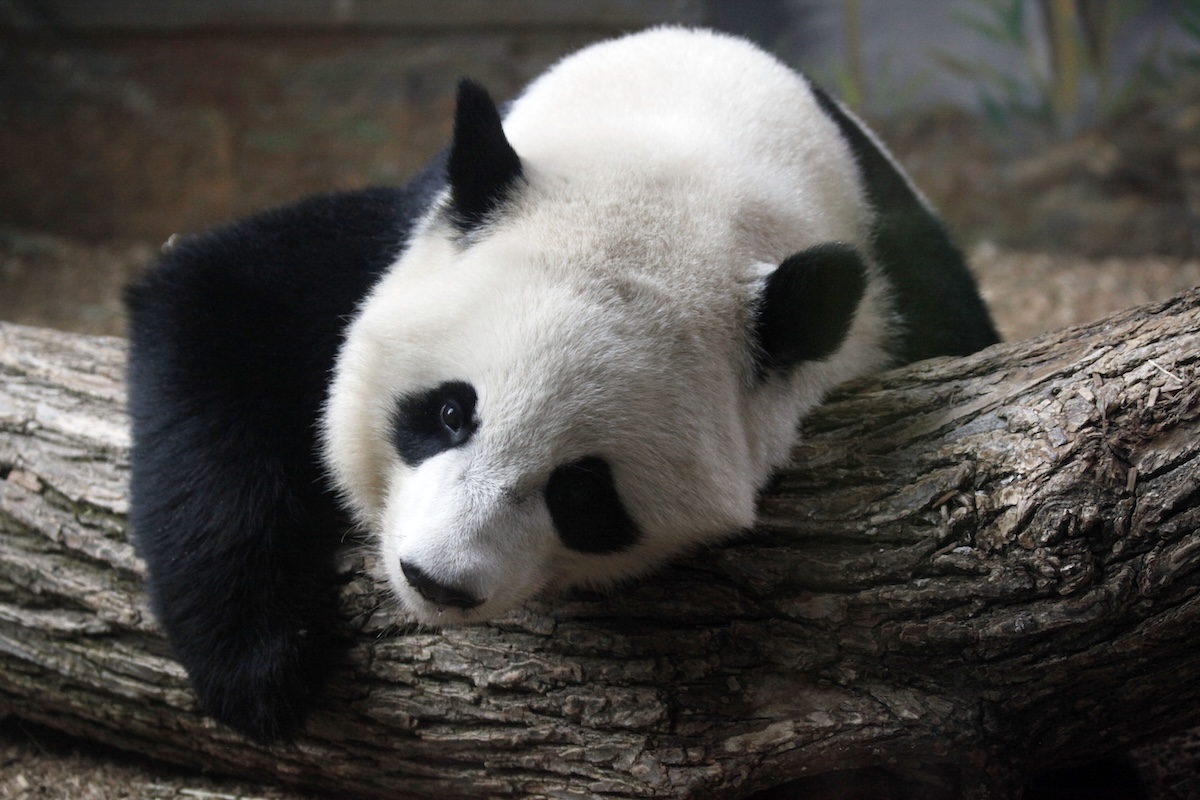 la cina ha inviato due panda allo zoo di atlanta negli stati uniti dopo la visita di xi jinping alla casa bianca da Ilpost.it la cina ha inviato due panda allo zoo di atlanta negli stati uniti dopo la visita di xi jinping alla casa bianca