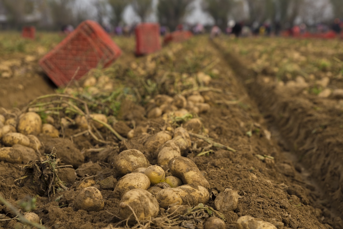 Le patate potrebbero costare un po’ di più