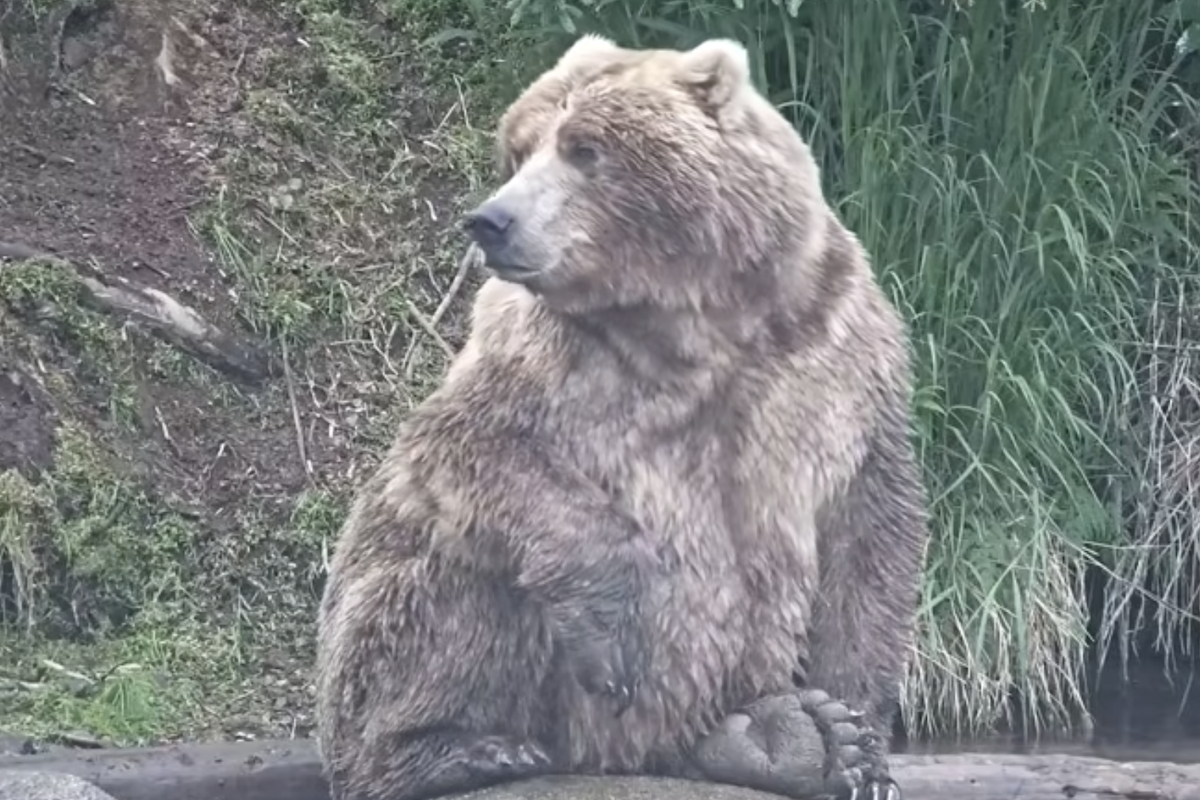 Leggi l'articolo: L’orso grasso che ha vinto il concorso per gli orsi grassi in Alaska 