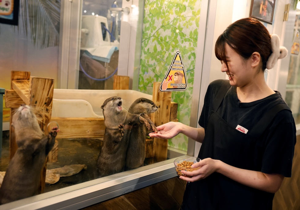 La responsabile dell’Owl Otter Cafe, che ospita animali salvati, dà da mangiare ad alcune lontre nane (REUTERS/Kim Kyung-Hoon)
