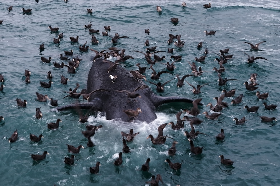 Uccelli marini attorno alla carcassa di una balena franca australe al largo della spiaggia di El Doradillo (AP Photo/Maxi Jonas)
