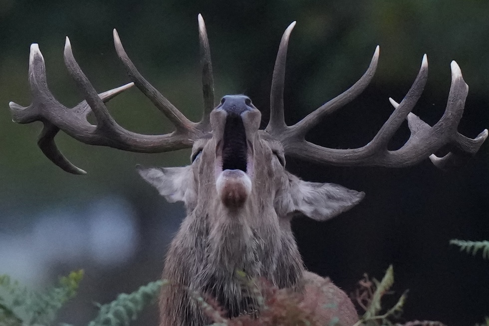 Un cervo bramisce a Bushy Park (AP Photo/Alastair Grant)