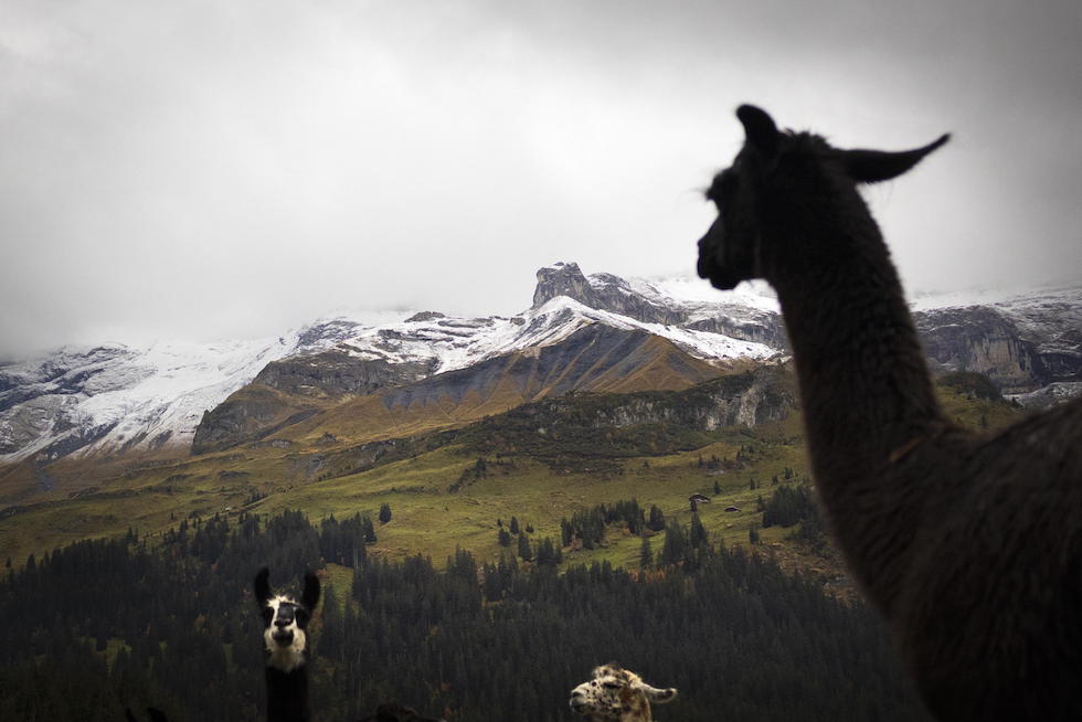 Un lama cammina tra le montagne innevate prima della tradizionale discesa dagli alpeggi a Kiental, in Svizzera, il 10 ottobre 2026 (EPA/PETER KLAUNZER)