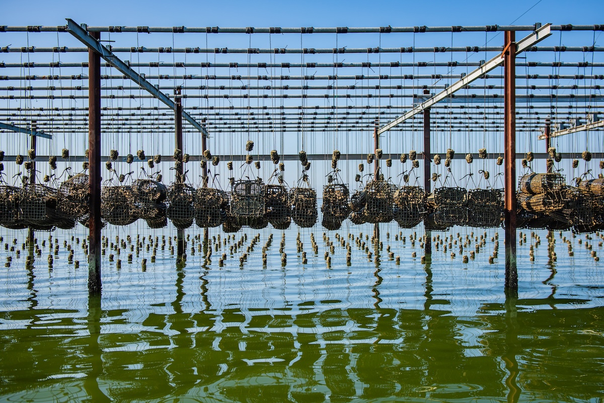 Fuori le cozze e le vongole, dentro le ostriche