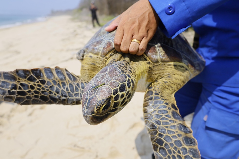 Un agente della polizia marittima di Bali libera una tartaruga marina verde, sequestrata ai bracconieri, su una spiaggia di Serangan (EPA/MADE NAGI via Ansa)