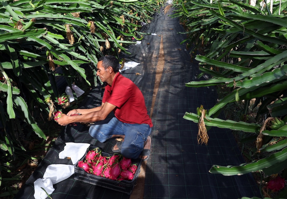 Un uomo raccoglie frutti del drago, o pitaya, in un’azienda agricola (EPA/MOHAMED MESSARA via Ansa)