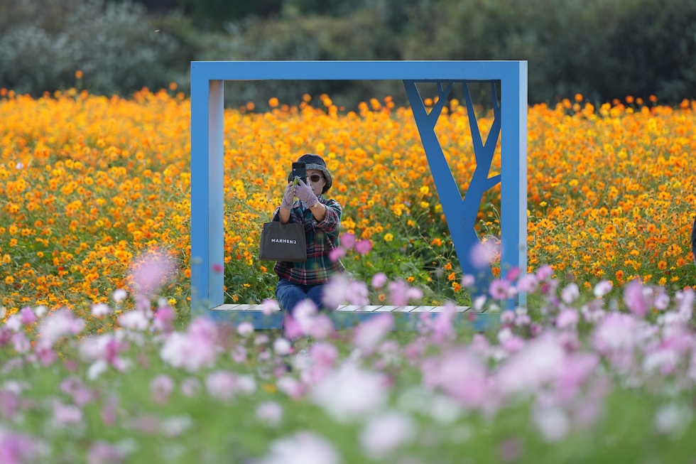 Una donna in un campo di cosmee in fiore (AP Photo/Lee Jin-man)