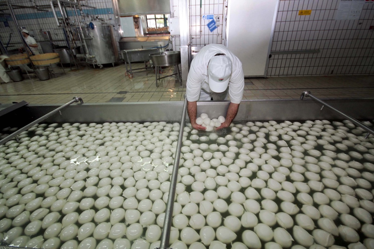 In Campania la produzione di mozzarella di bufala è ferma da giorni