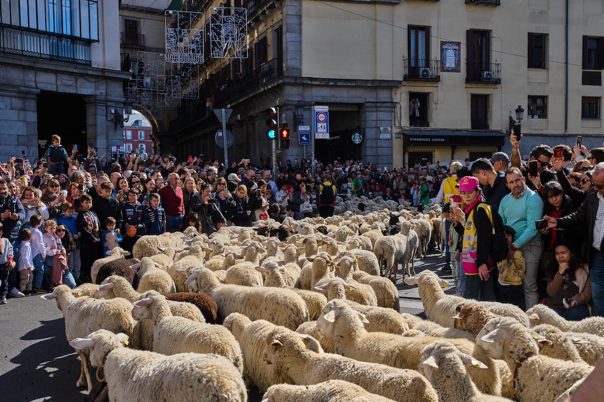Un gregge di pecore viene fatto passare per il centro di Madrid, durante la parata annuale per i diritti di pascolo e migrazione (AP Photo/Bernat Armangue)